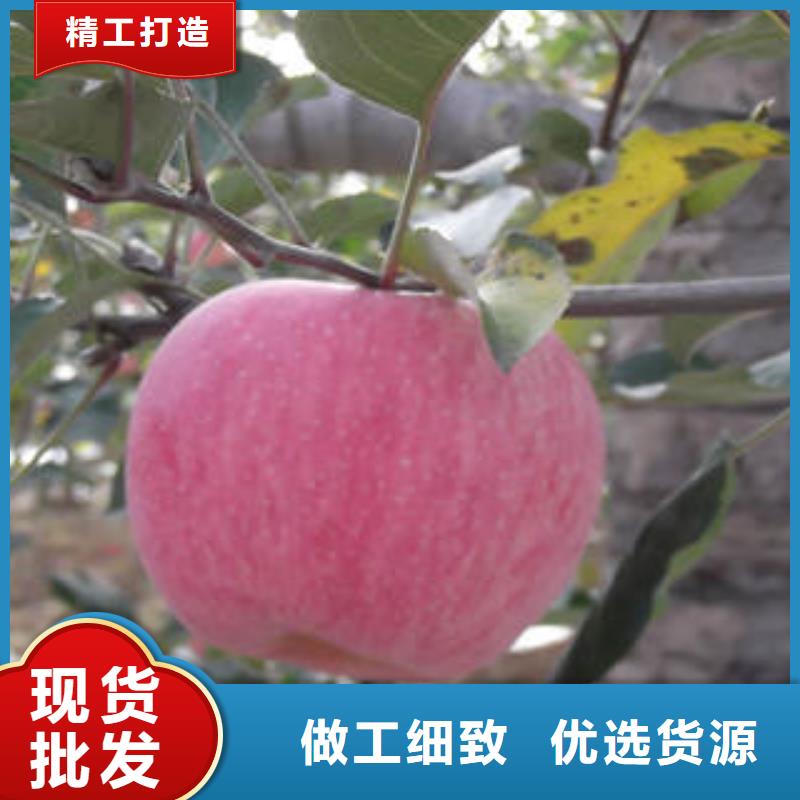红富士苹果嘎啦苹果用心制造