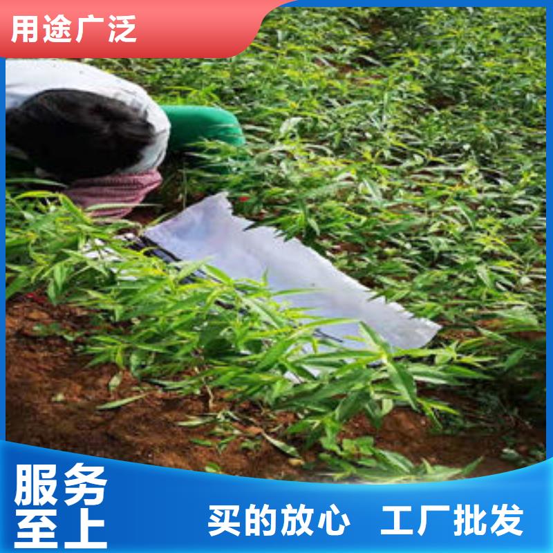 【桃树苗】_山楂苗厂家实力大由兴海为您