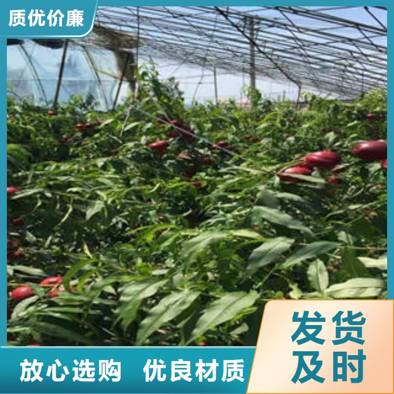 【实力优品 桃树苗-蓝莓苗源头工厂】本地咨询