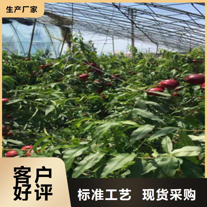 【桃树苗】_山楂苗厂家实力大由兴海为您