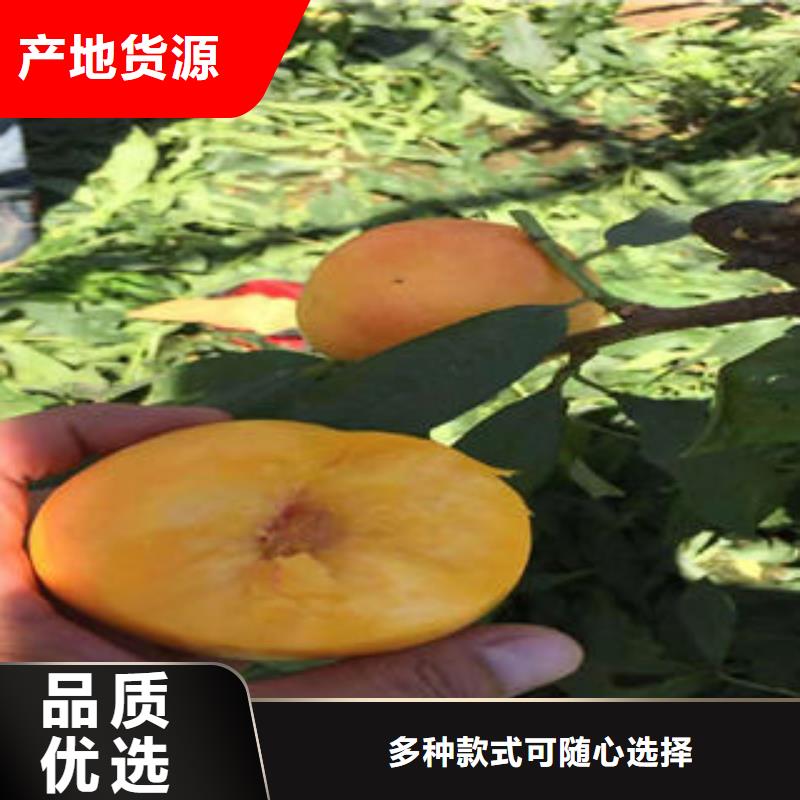 桃树苗_梨树苗批发价格