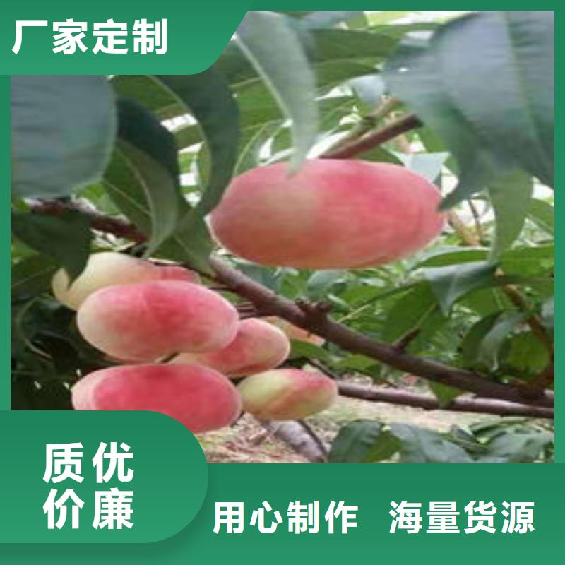 【桃树苗】 蓝莓苗现货充裕