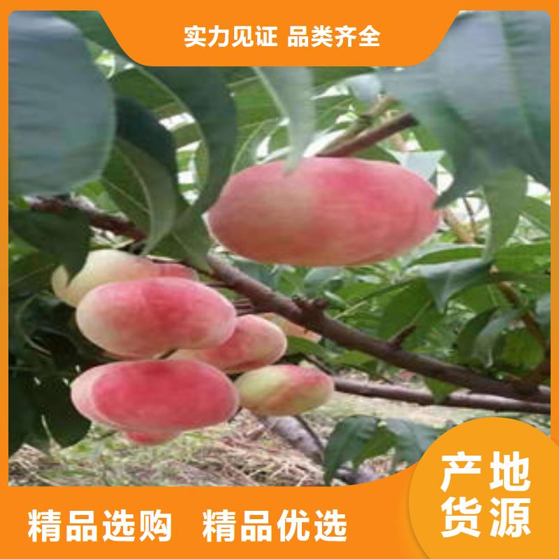 桃树苗,梨树苗量少也做