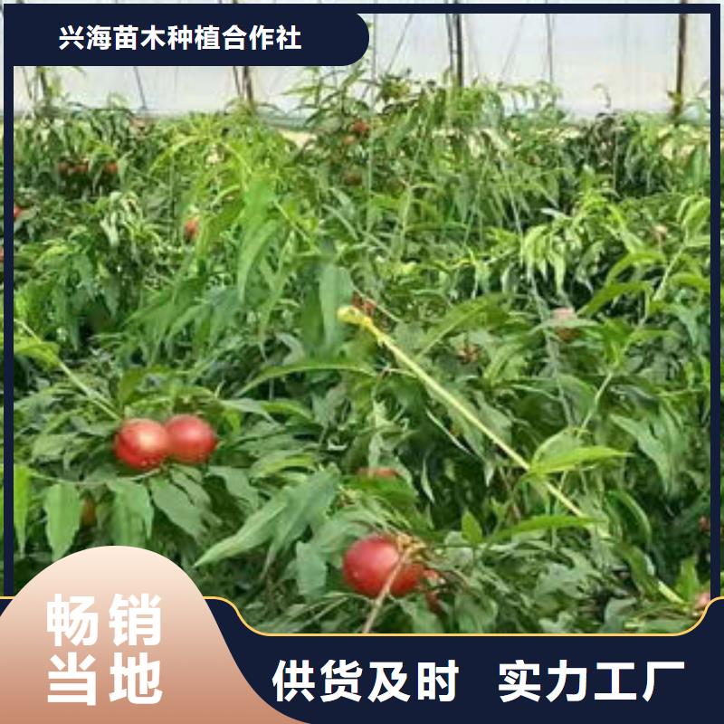 桃树苗,梨树苗量少也做