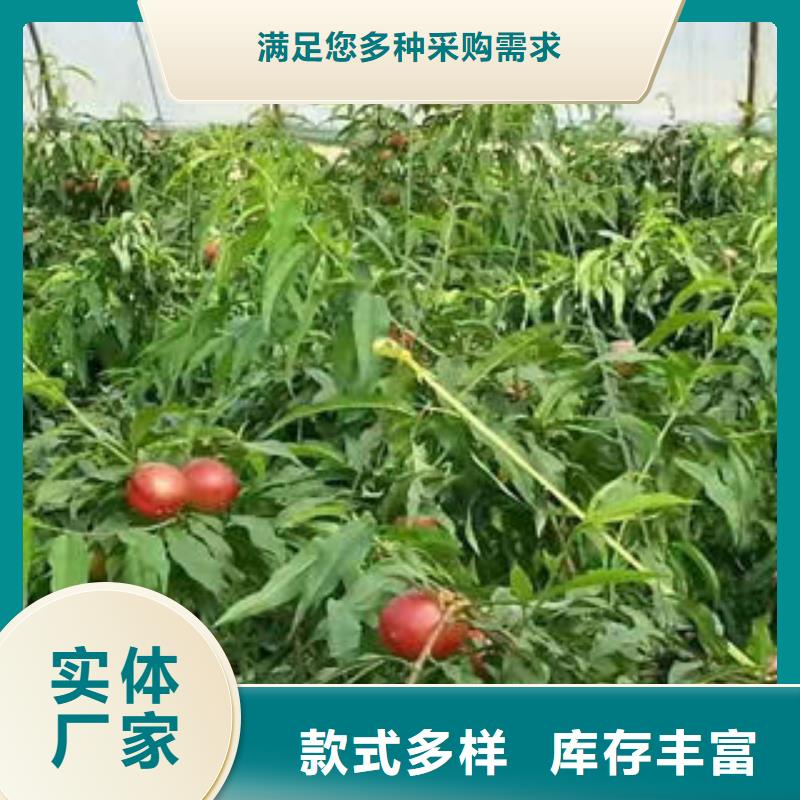 【桃树苗】_山楂苗厂家实力大由兴海为您