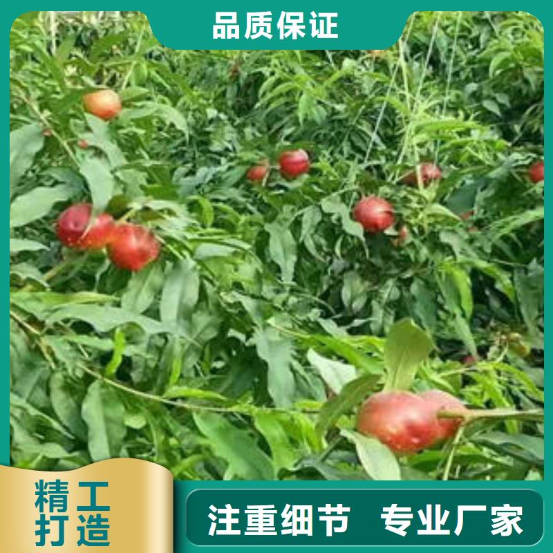 【实力优品 桃树苗-蓝莓苗源头工厂】本地咨询