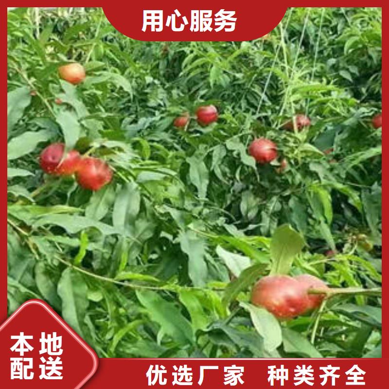 桃树苗-板栗苗现货销售