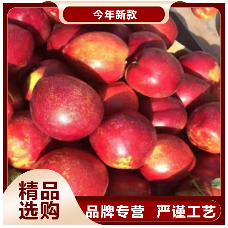 【桃树苗】_山楂苗厂家实力大由兴海为您