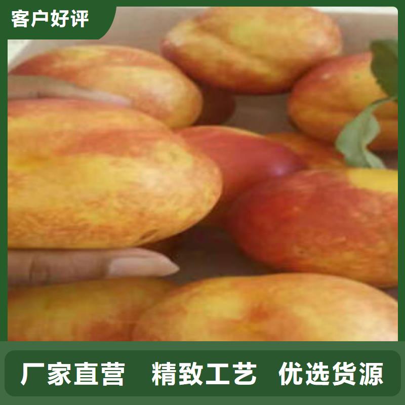 【桃树苗】_山楂苗厂家实力大由兴海为您