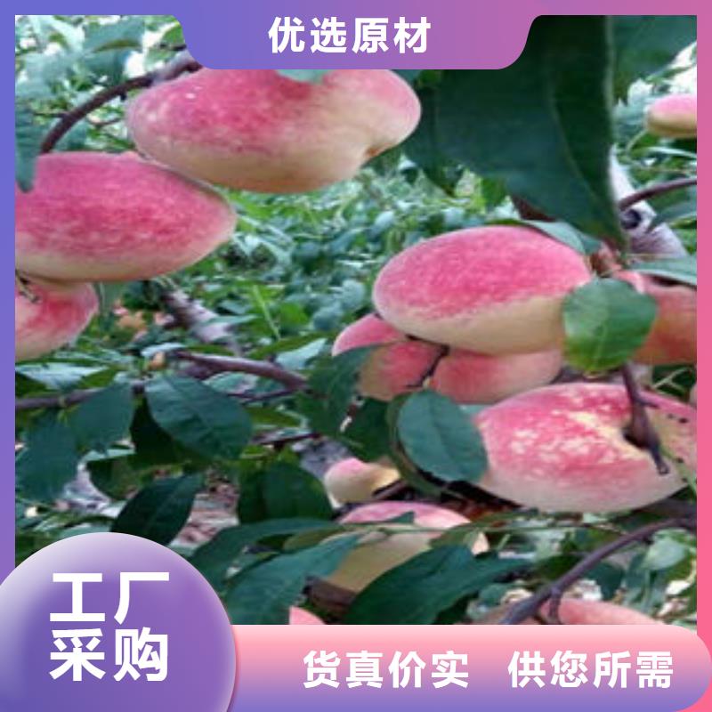 【实力优品 桃树苗-蓝莓苗源头工厂】本地咨询