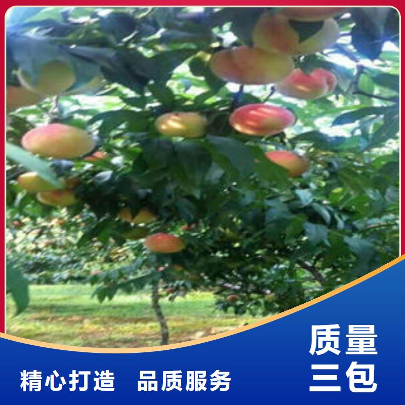 【桃树苗】_山楂苗厂家实力大由兴海为您