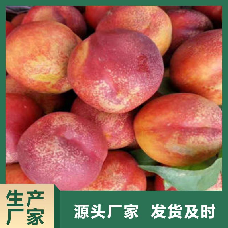 桃树苗李子苗放心选购