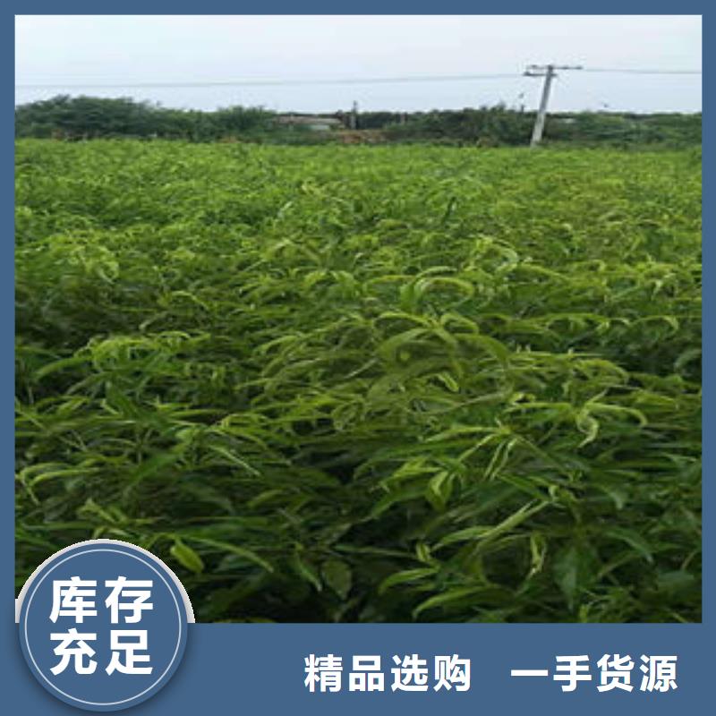 桃树苗板栗苗品质服务