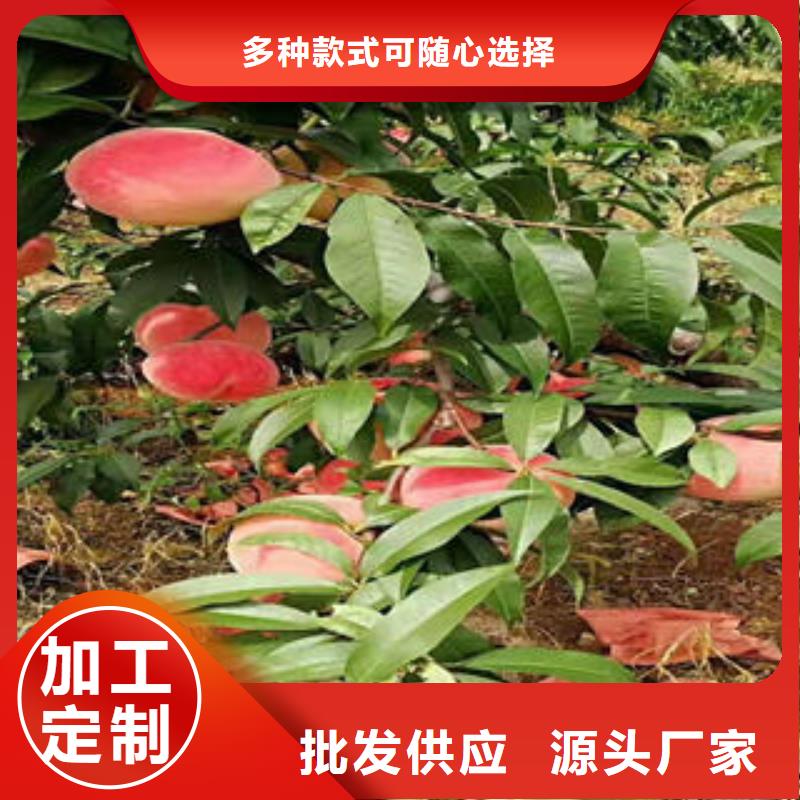 【桃树苗】 蓝莓苗现货充裕