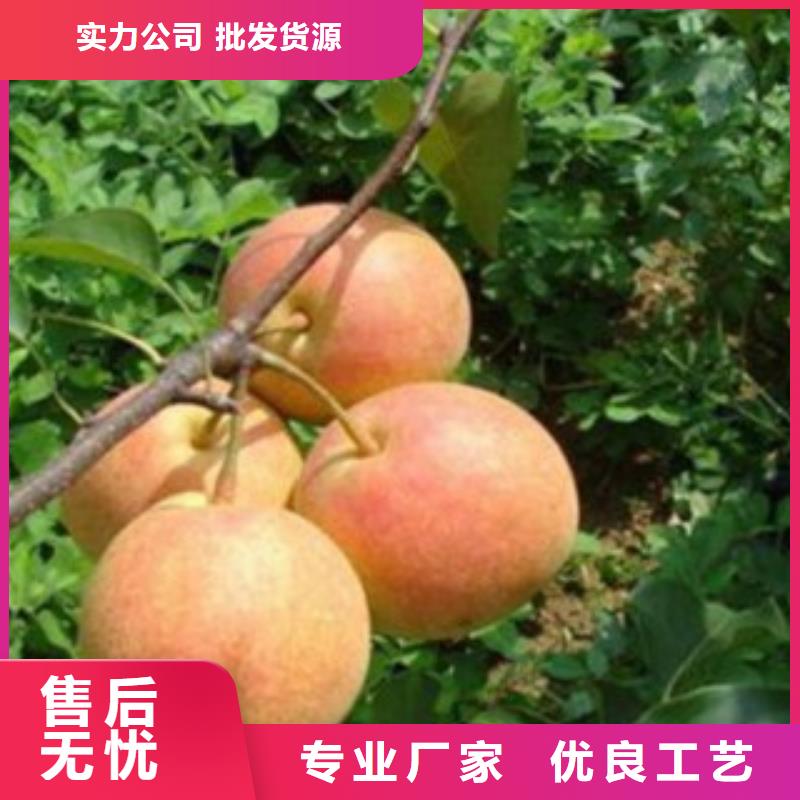 |双台子|大洼|沈阳|丹东|葫芦岛|鞍山|本溪兴海梨树苗【李子苗】当地厂家值得信赖