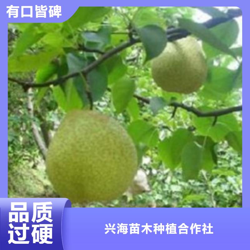梨树苗苹果苗精工细致打造
