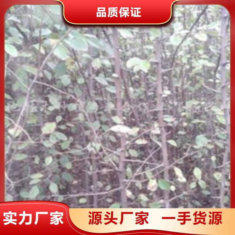 梨树苗苹果苗精工细致打造