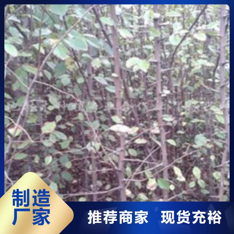 来图定制 梨树苗,【核桃苗】当地货源-兴海苗木种植合作社-产品视频