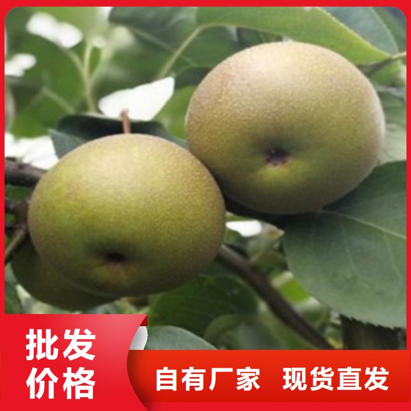 |双台子|大洼|沈阳|丹东|葫芦岛|鞍山|本溪兴海梨树苗【李子苗】当地厂家值得信赖