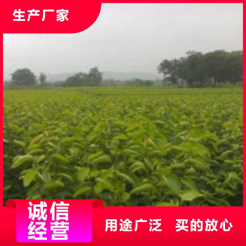 |双台子|大洼|沈阳|丹东|葫芦岛|鞍山|本溪兴海梨树苗【李子苗】当地厂家值得信赖