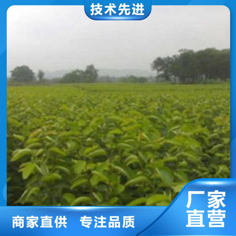 梨树苗-蓝莓苗拒绝中间商