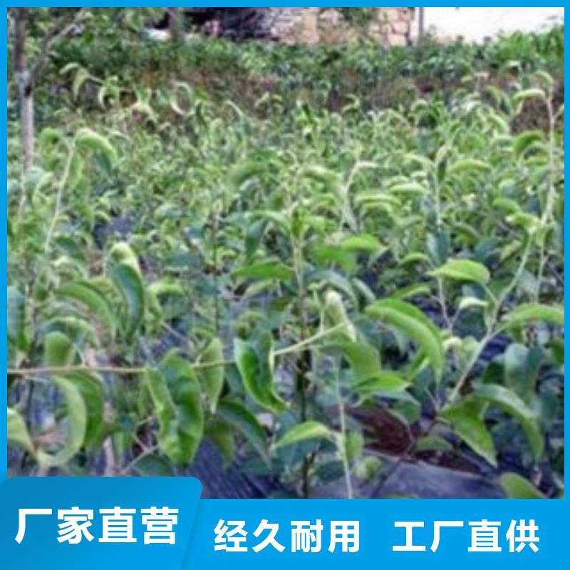 梨树苗真材实料加工定制-服务区域包括桃江|南县|邵阳|永州|娄底|岳阳|湘西|怀化等-产品视频