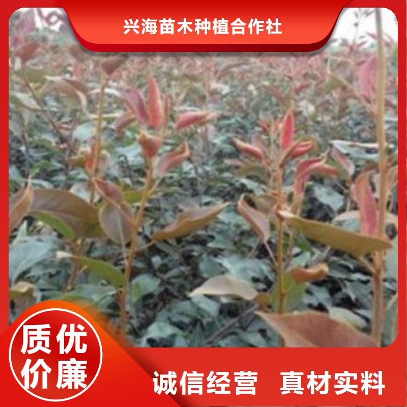 梨树苗板栗苗商家