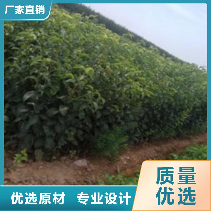 梨树苗真材实料加工定制-服务区域包括桃江|南县|邵阳|永州|娄底|岳阳|湘西|怀化等-产品视频