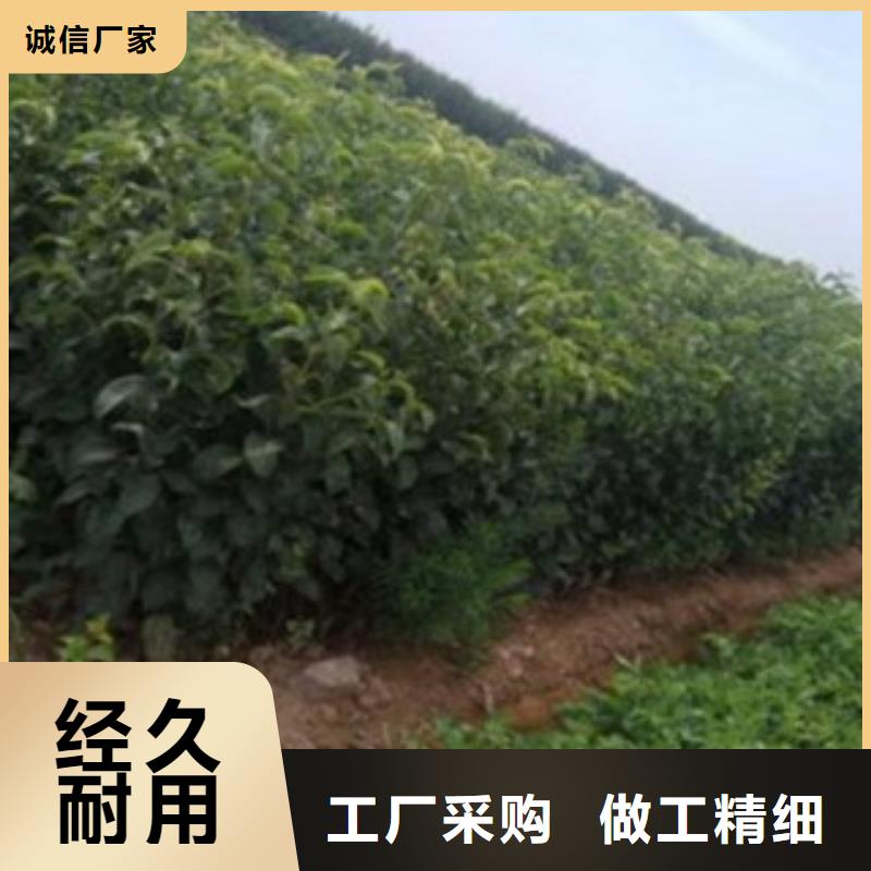 梨树苗厂家现货批发