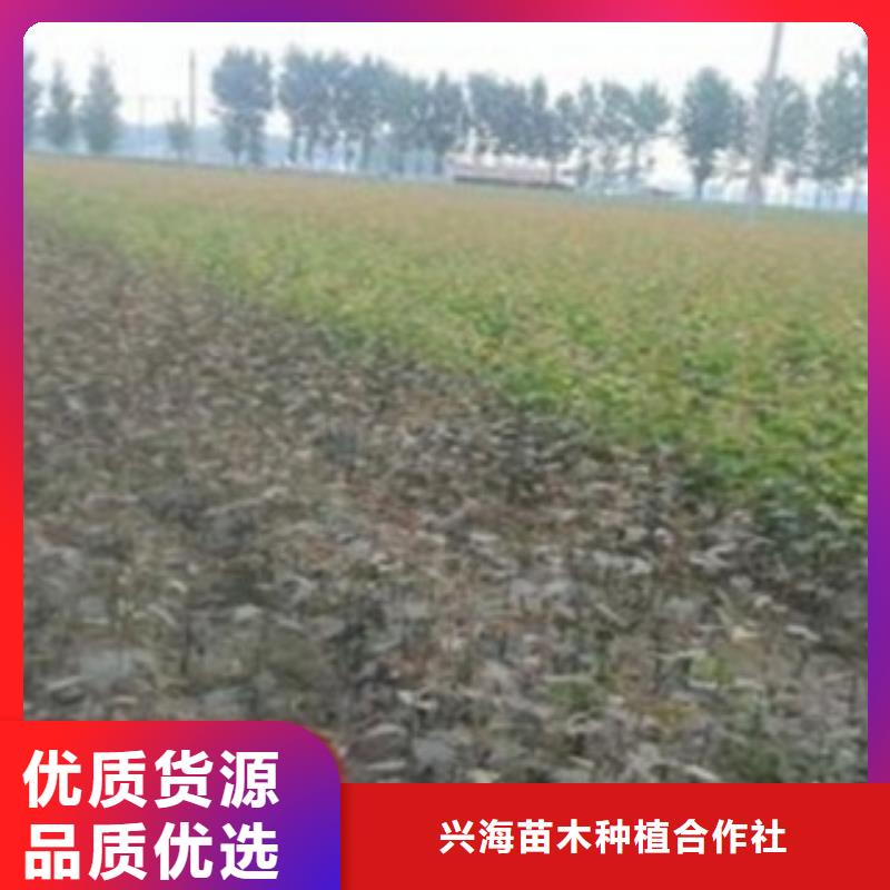 梨树苗板栗苗商家