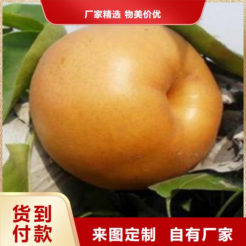 梨树苗核桃苗源头直供