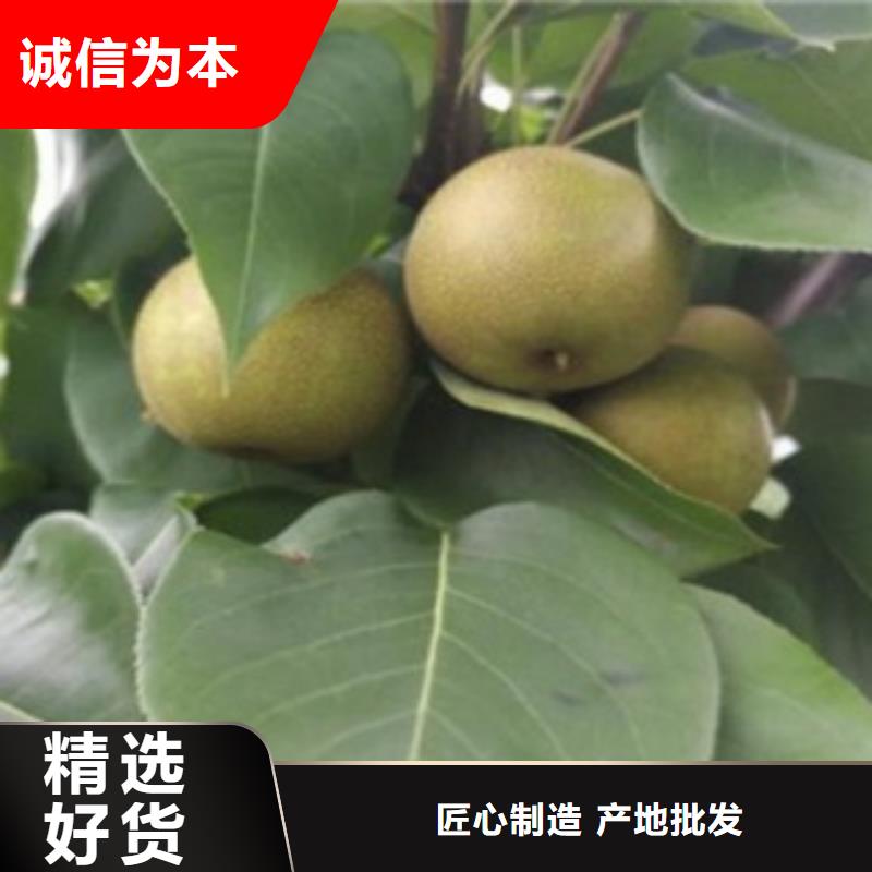 梨树苗规格型号全