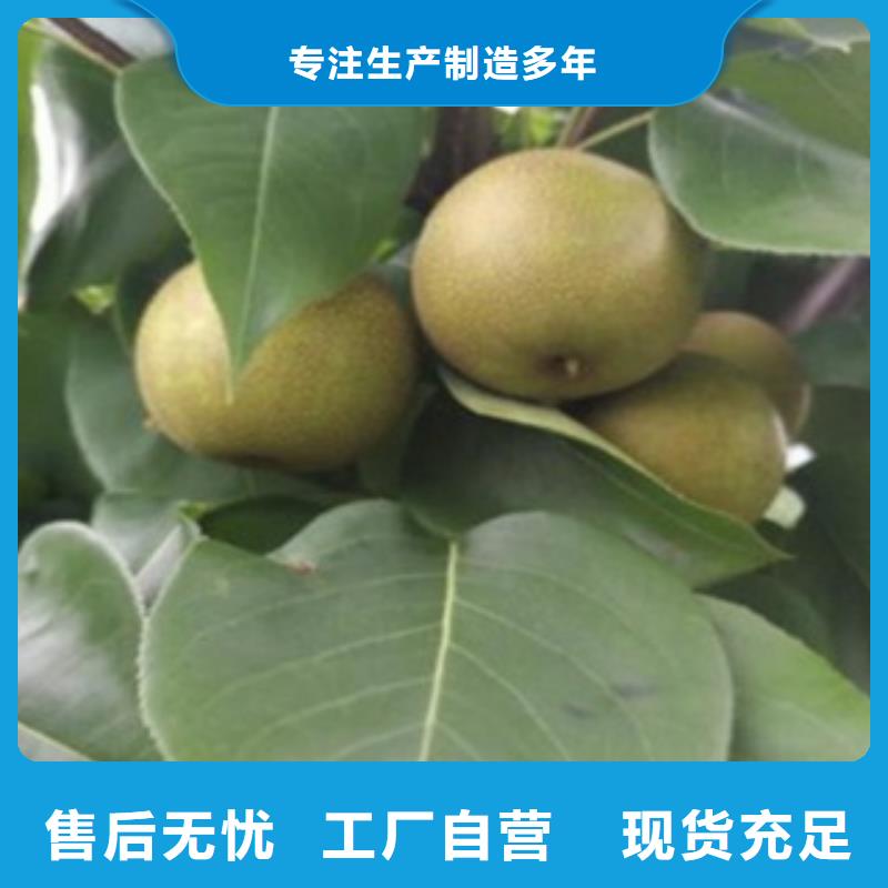 来图定制 梨树苗,【核桃苗】当地货源-兴海苗木种植合作社-产品视频