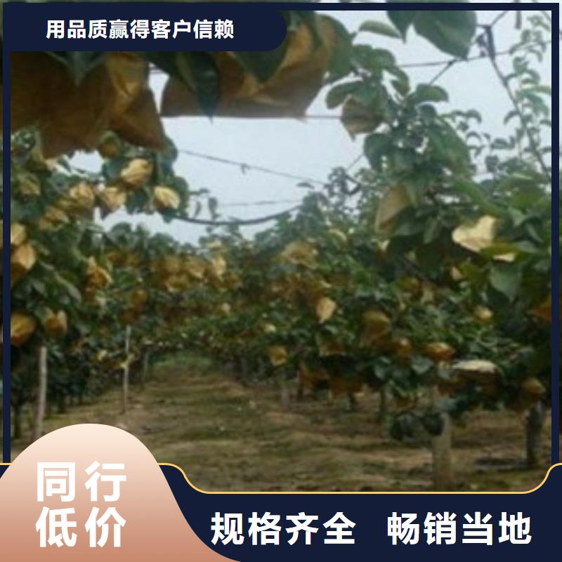 梨树苗-蓝莓苗拒绝中间商