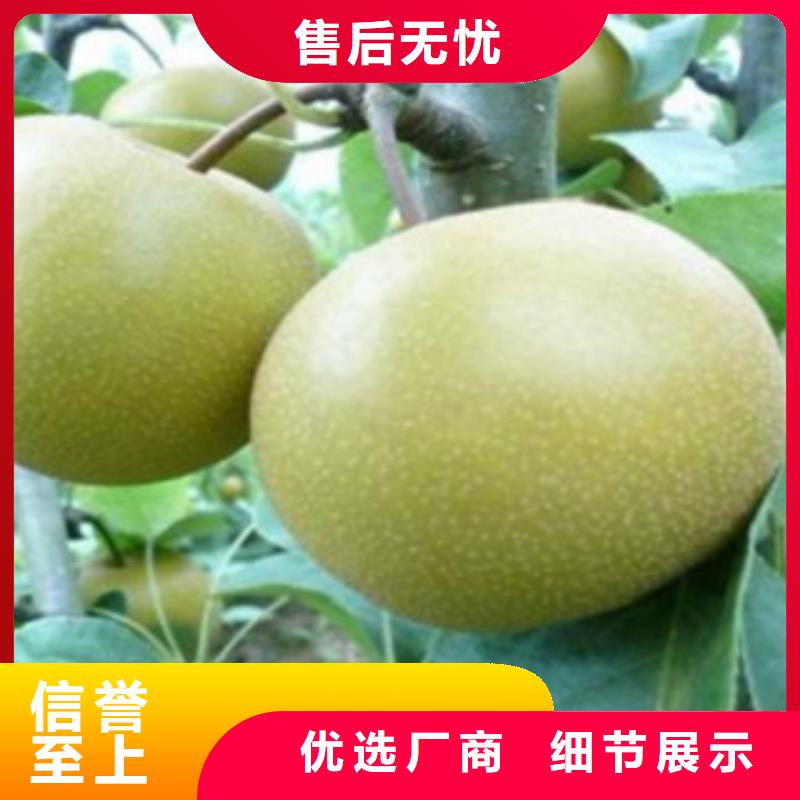 梨树苗板栗苗安装简单