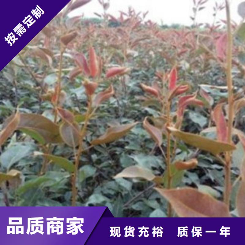 梨树苗真材实料加工定制-服务区域包括桃江|南县|邵阳|永州|娄底|岳阳|湘西|怀化等-产品视频
