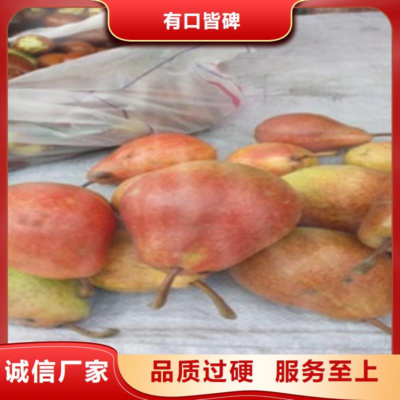 来图定制 梨树苗,【核桃苗】当地货源-兴海苗木种植合作社-产品视频