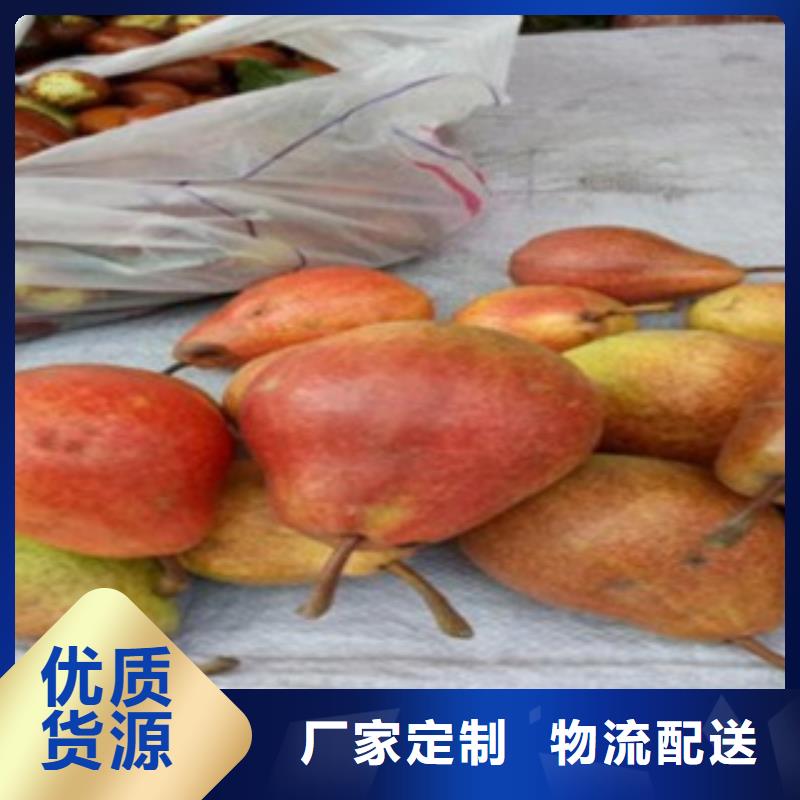 【梨树苗】桃树苗源头厂家直销