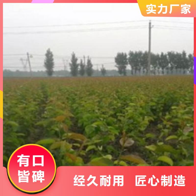 来图定制 梨树苗,【核桃苗】当地货源-兴海苗木种植合作社-产品视频