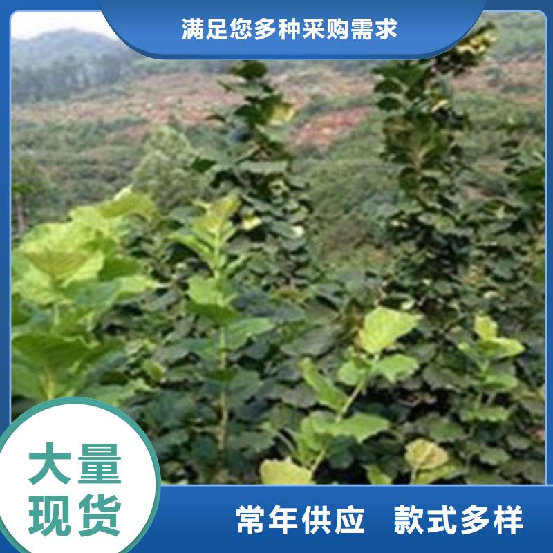 真材实料加工定制 梨树苗【李子苗】当地厂家值得信赖-满足您多种采购需求