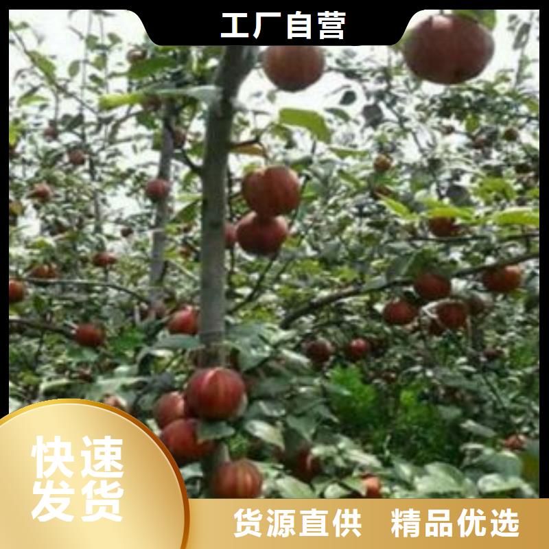 来图定制 梨树苗,【核桃苗】当地货源-兴海苗木种植合作社-产品视频