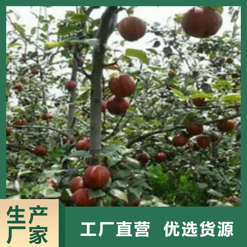 梨树苗桃树苗通过检测