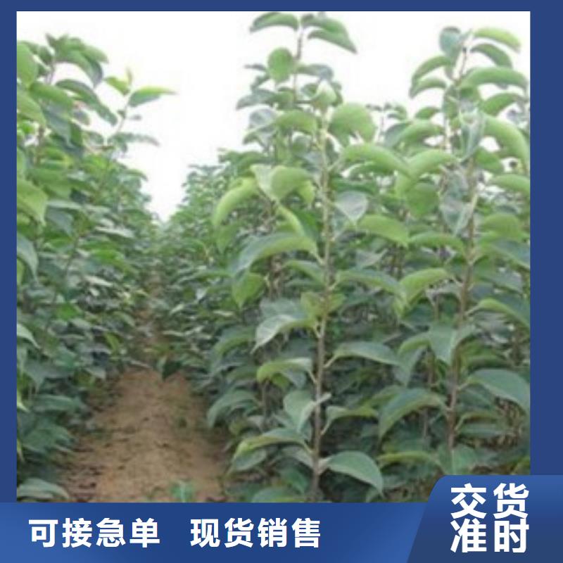 |双台子|大洼|沈阳|丹东|葫芦岛|鞍山|本溪兴海梨树苗【李子苗】当地厂家值得信赖