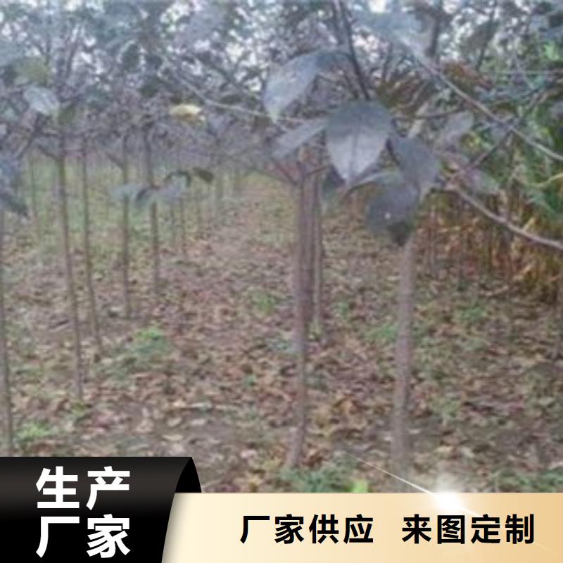 梨树苗桃树苗通过检测