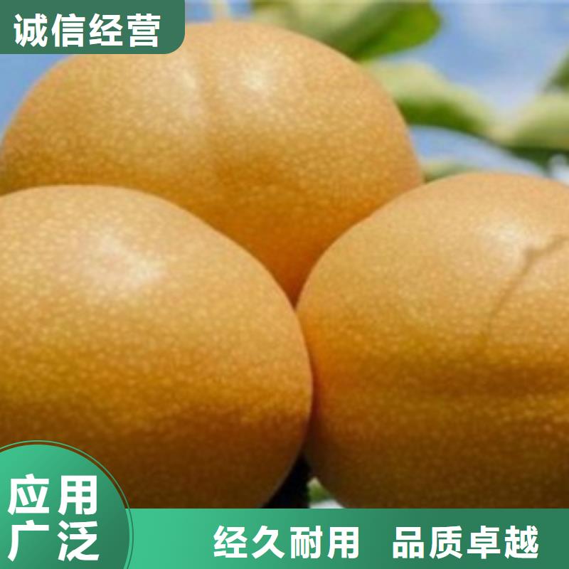 梨树苗桃树苗通过检测