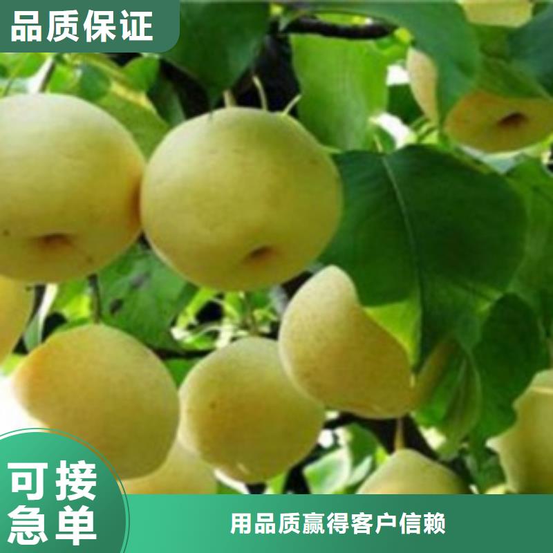 梨树苗桃树苗通过检测