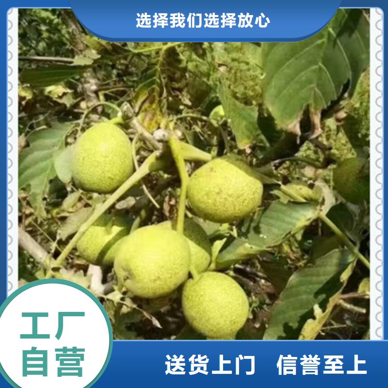 【核桃苗】,梨树苗厂家直销供货稳定-兴海苗木种植社(宜春市分公司)