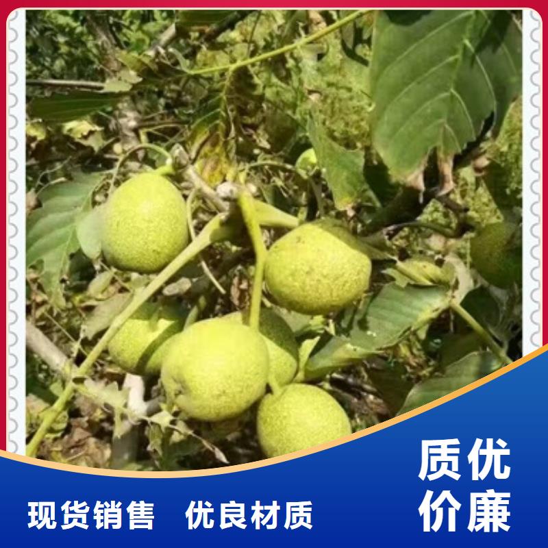 核桃苗-梨树苗老品牌厂家