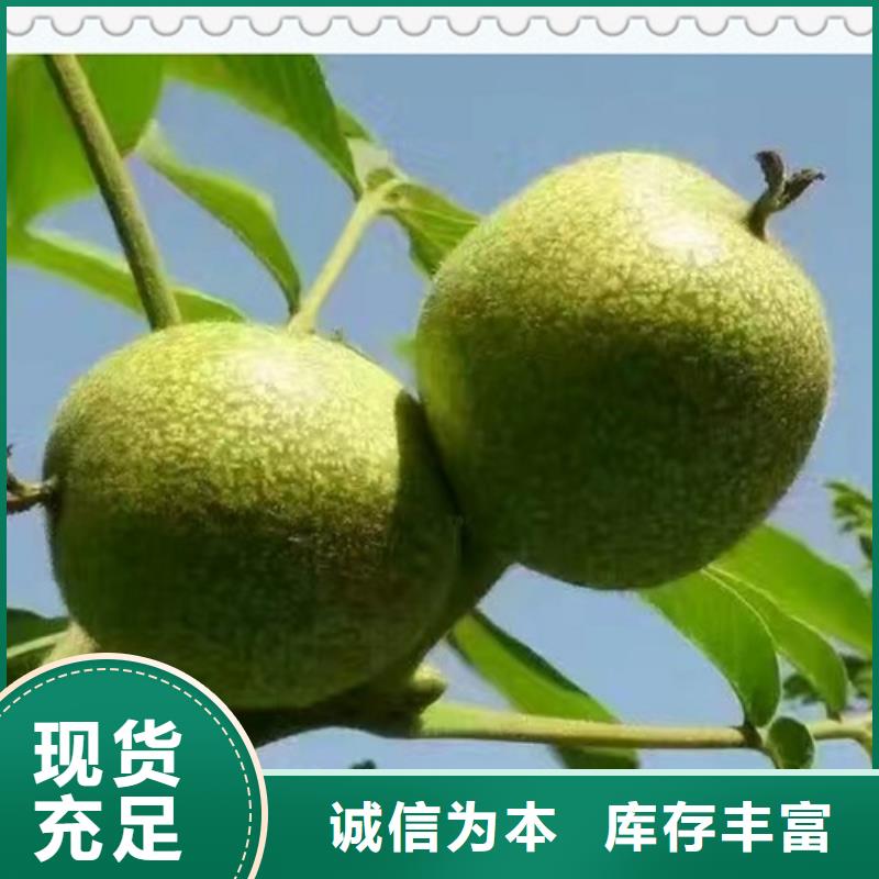 当地按需定制真材实料 核桃苗 【蓝莓苗】厂家直销供货稳定_优质原料