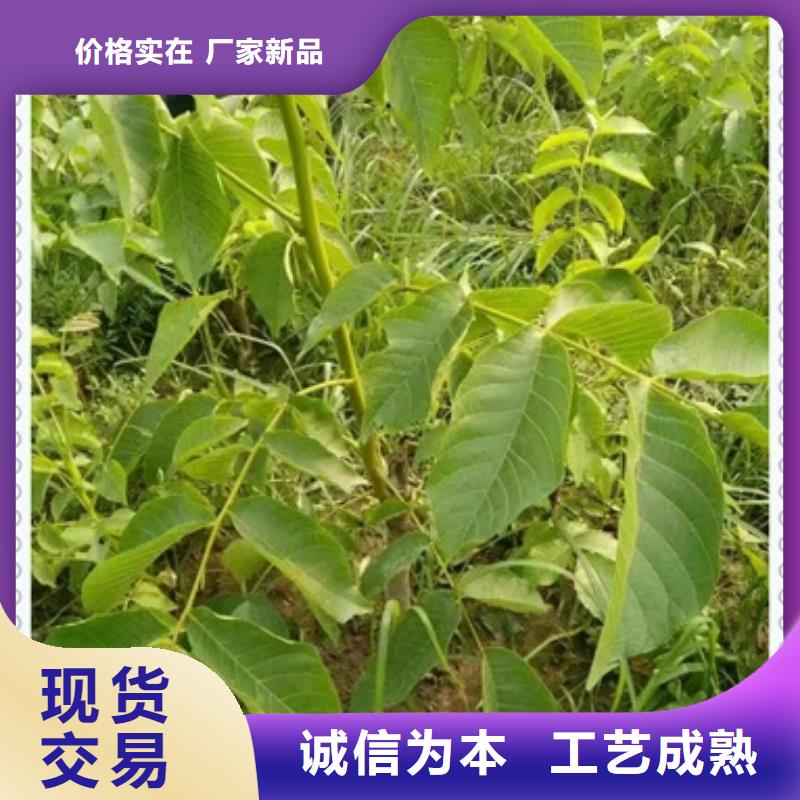 核桃苗_梨树苗精选货源